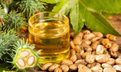 Pote de óleo de rícino, sementes de mamona e frutos verdes espinhosos em madeira.