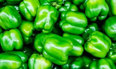 Pilha de pimentões verdes frescos e brilhantes em close-up, preenchendo toda a imagem.