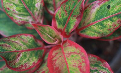 Aglaonema dentro de casa é a escolha certa para quem quer beleza e praticidade