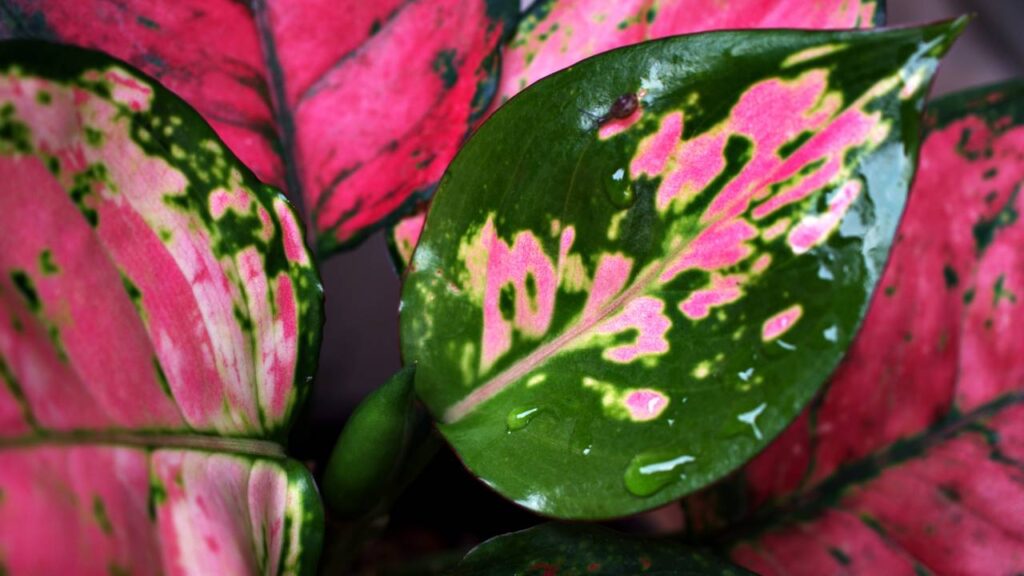 Aglaonema dentro de casa é a escolha certa para quem quer beleza e praticidade