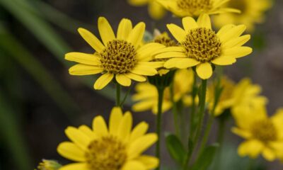 Essa planta é usada há séculos para aliviar dores musculares e segue presente até hoje