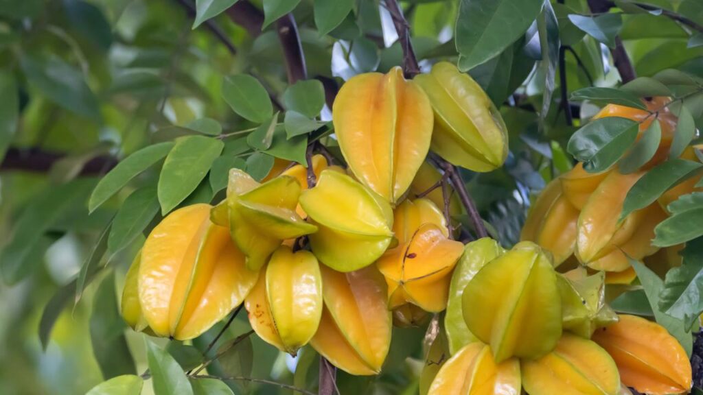 Como plantar carambola do jeito certo e ter uma árvore saudável e cheia de frutos