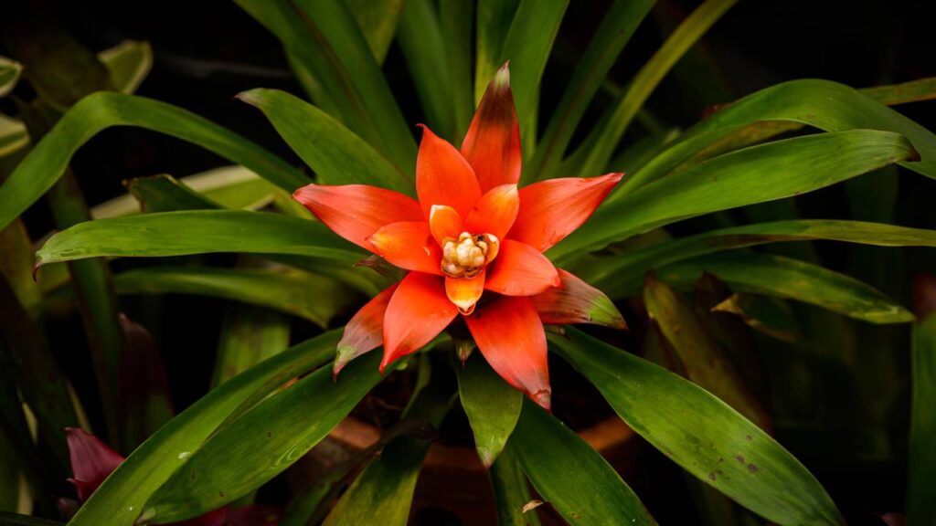 Plantas fáceis de cuidar que precisam de pouca água são perfeitas para ambientes internos