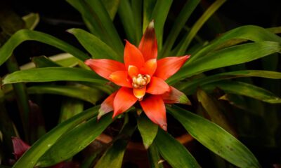 Bromélias e tillandsias de fácil cultivo são destaque em jardins bem planejados