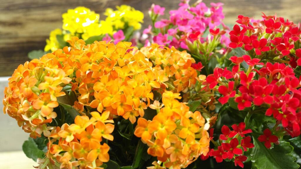 Calanchoe-amarelo ganhou significado especial ao simbolizar alegria e boas energias