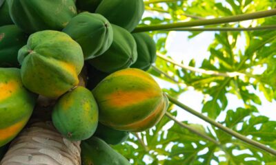 Uma semente esquecida de mamão-papaia virou colheita no quintal