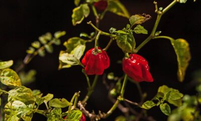 Como plantar pimenta Carolina Reaper passo a passo e acompanhar todo o processo até a colheita