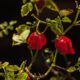 Como plantar pimenta Carolina Reaper passo a passo e acompanhar todo o processo até a colheita