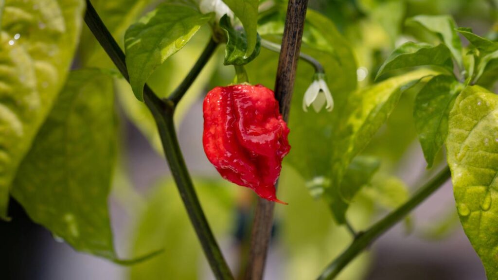 Como plantar pimenta Carolina Reaper passo a passo e acompanhar todo o processo até a colheita