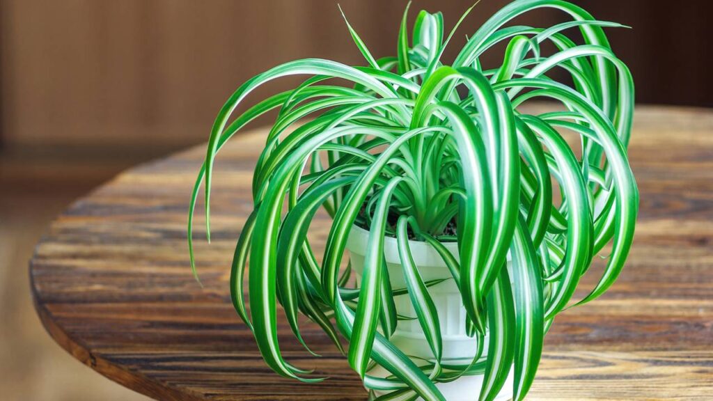 5 plantas ideais para ter no quarto e deixar o ambiente mais aconchegante e agradável