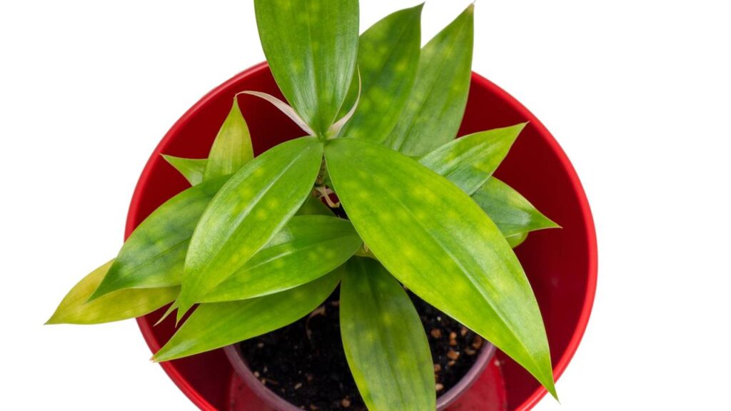 5 plantas que transformam sua sala sem exigir sol direto