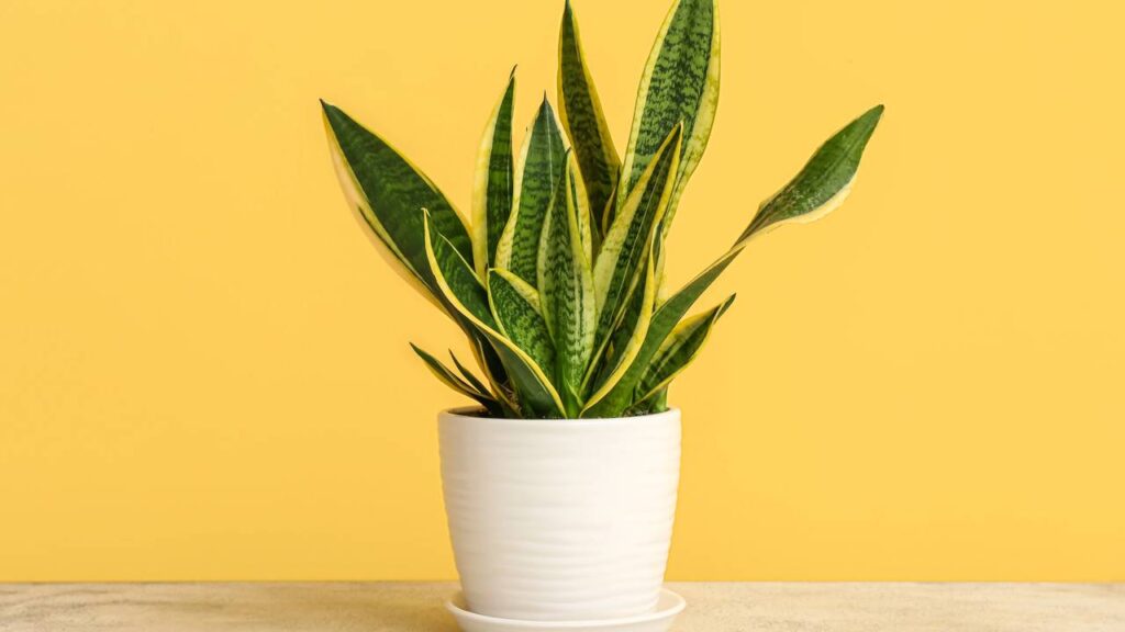 Onde colocar espada de São Jorge em casa segundo o Feng Shui para proteger o ambiente