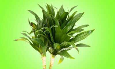 Plantas que limpam o ar e ajudam a transformar a qualidade do ambiente dentro de casa