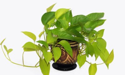 Onde colocar a planta jiboia para ela crescer bonita e transformar o ambiente