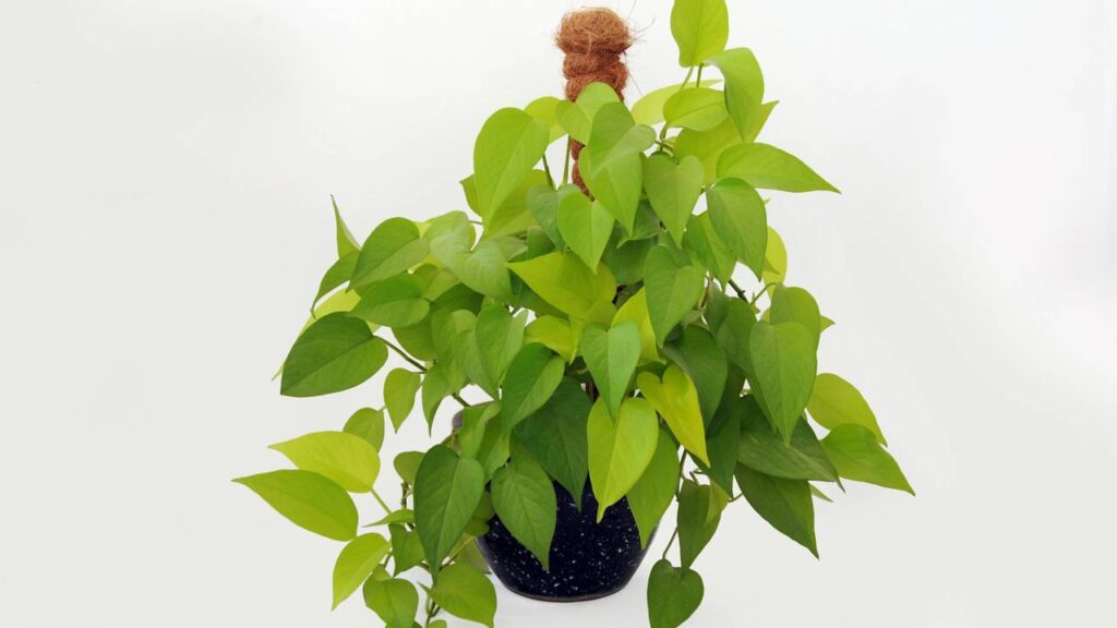 Onde colocar a planta jiboia para ela crescer bonita e transformar o ambiente