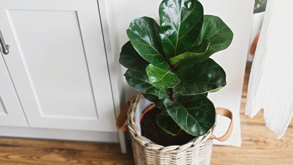 Ficus Lyrata é a planta da moda e virou destaque na decoração moderna