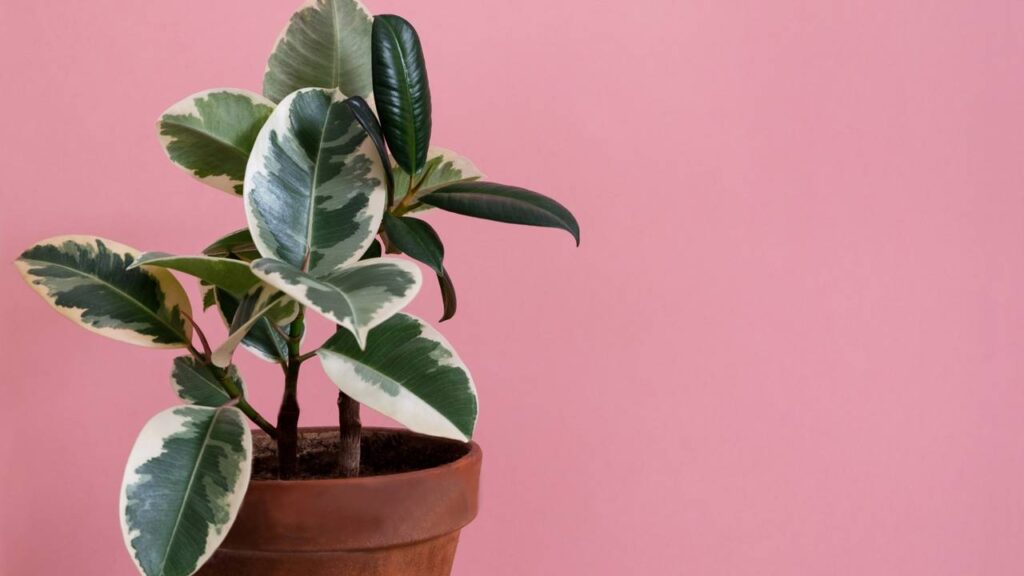 5 plantas que transformam sua sala sem exigir sol direto
