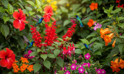 Como atrair beija-flores para casa com flores certas e adaptações simples no jardim