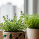Esse tomilho protege vasos pequenos de fungos e ainda incomoda mosquitos