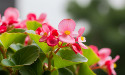 A flor elegante que cresce com pouco sol e muda o visual da casa