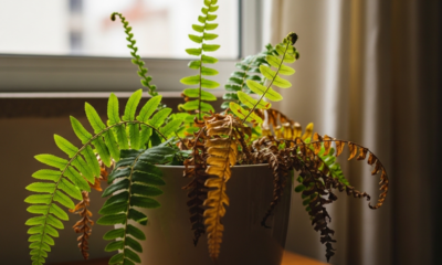 Minha samambaia-americana parecia perdida até eu mudar esse detalhe