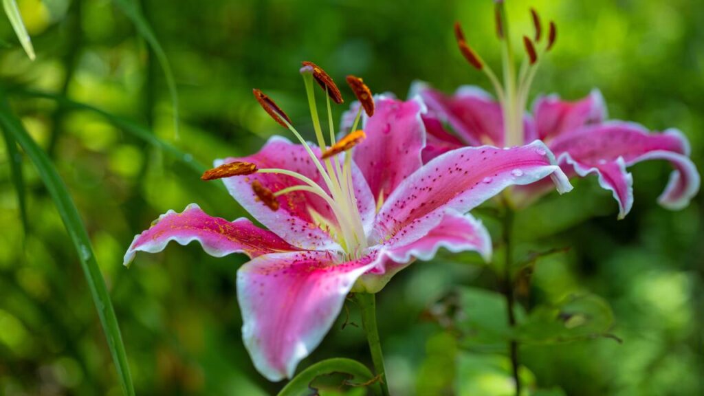 Flor-de-lis ornamental carrega um gesto de respeito e nobreza que atravessa gerações