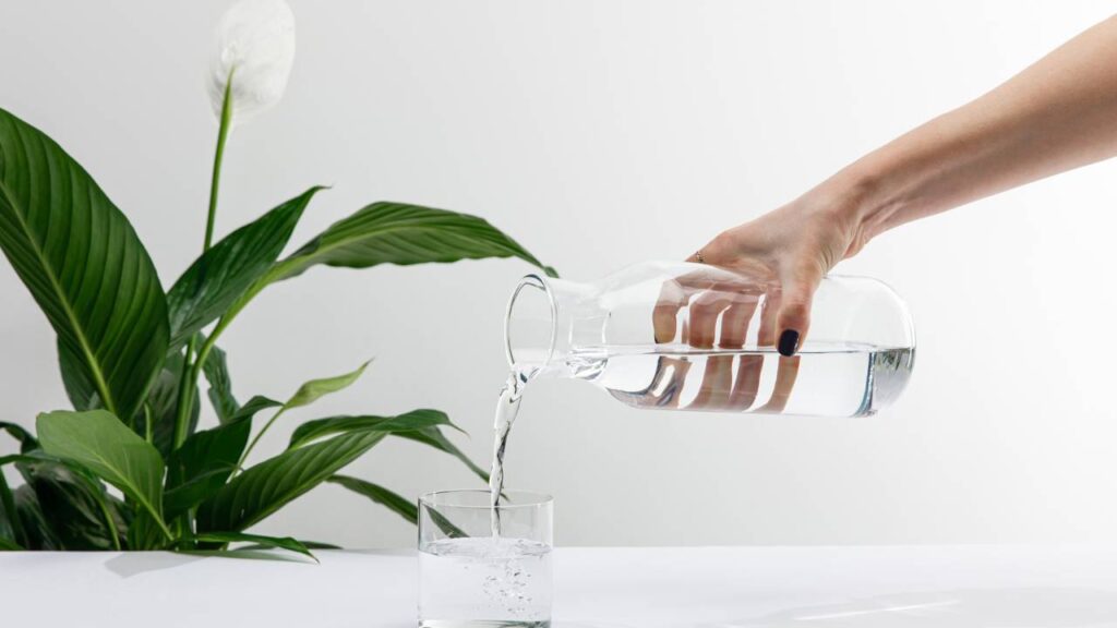 Plantas que limpam o ar e ajudam a transformar a qualidade do ambiente dentro de casa