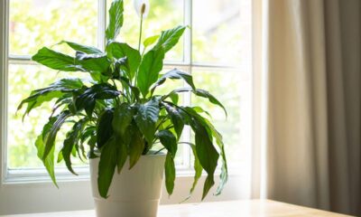 Conheça plantas indicadas para espaços pequenos, com adaptação a vasos pequenos