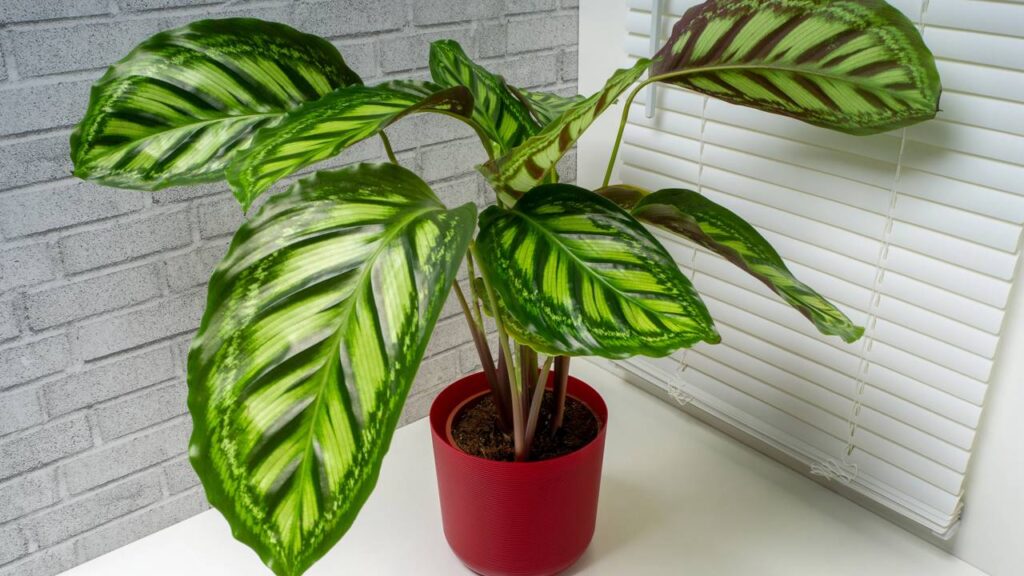 Maranta! A planta ornamental que se destaca pelas folhas e pelo visual equilibrado