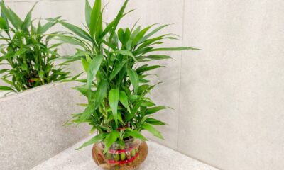 O mini-bambu se tornou presente comum para desejar equilíbrio e bons rumos