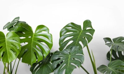 Costela-de-adão faz bem em casa e o motivo de tanta gente escolher essa planta