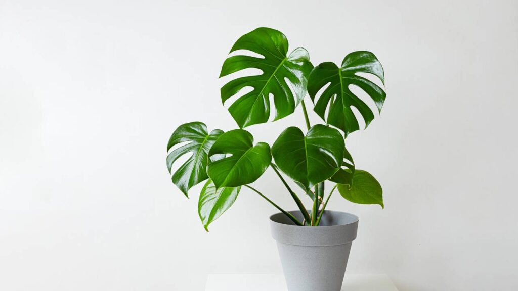 Costela-de-adão faz bem em casa e o motivo de tanta gente escolher essa planta