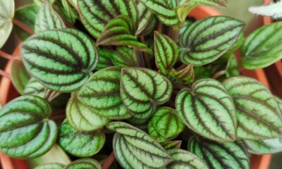 Peperômia na decoração é a escolha certa para mesas e nichos com pouco espaço