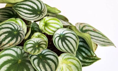 Plantas decorativas para pouco espaço que fazem muita diferença no ambiente