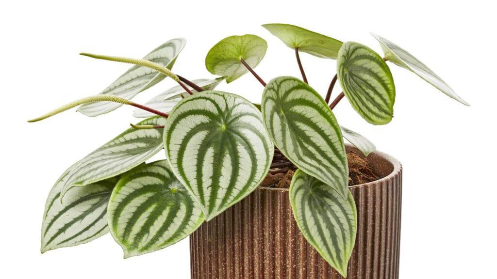 Plantas que deixam a sala mais leve e transformam o ambiente sem pesar no visual