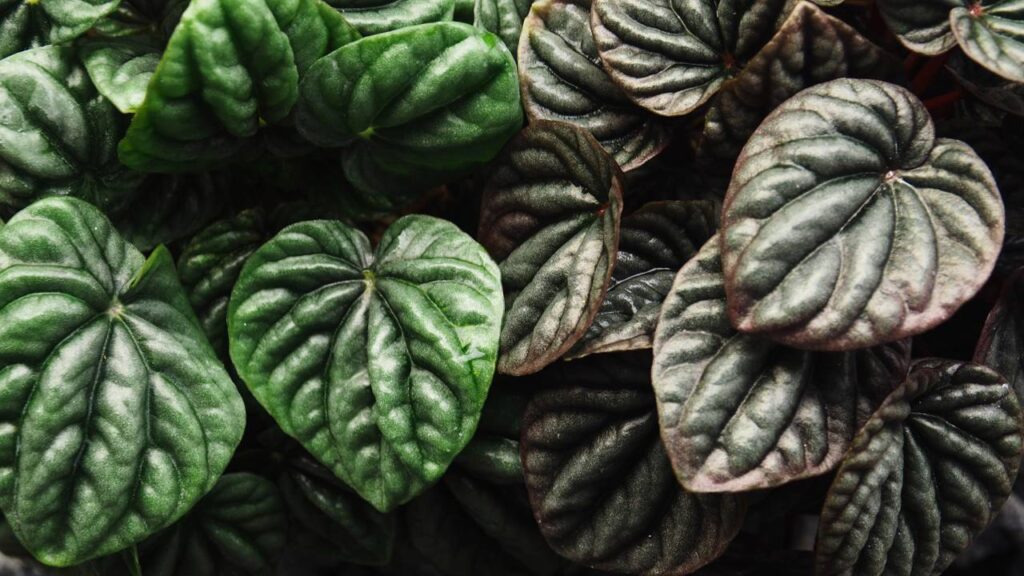 Plantas pequenas para ambientes pequenos que cabem em qualquer cantinho da casa