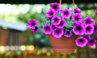Presentear com petúnias coloridas virou gesto cheio de intenção e carinho
