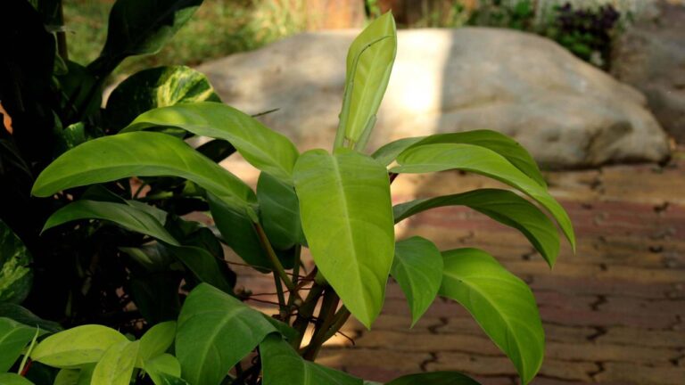 Como cultivar pacová dentro de casa e manter a planta sempre bonita e ...