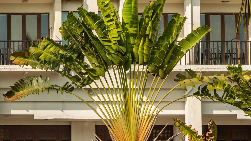 Plantas para frente de muros que valorizam a fachada e criam um visual elegante logo na entrada