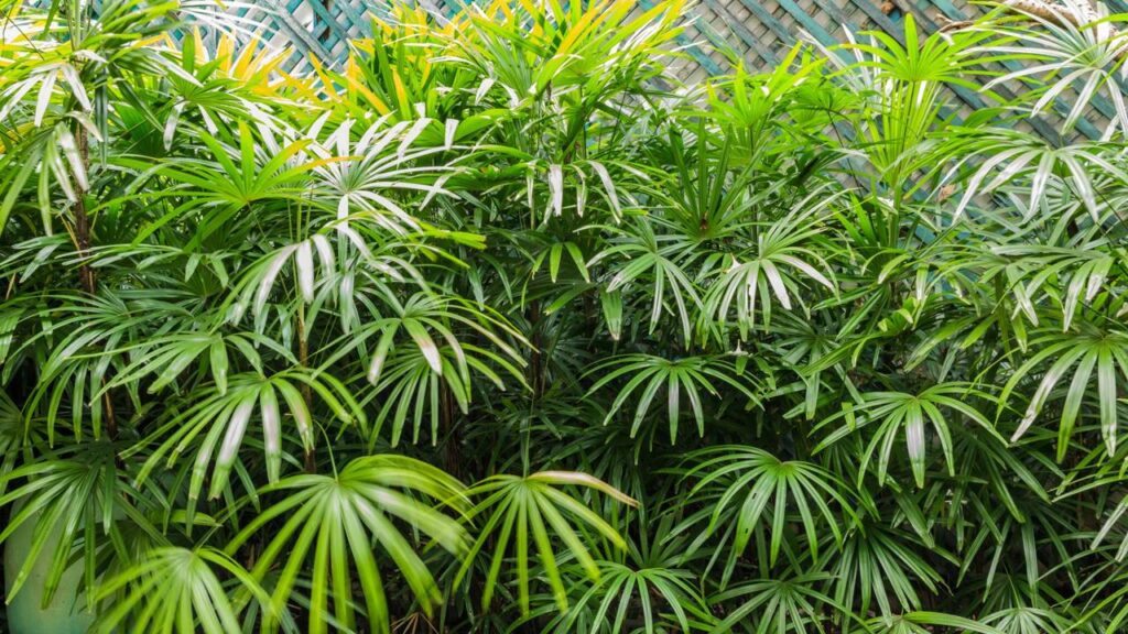 Como usar ráfia na decoração para valorizar o ambiente e transmitir prosperidade