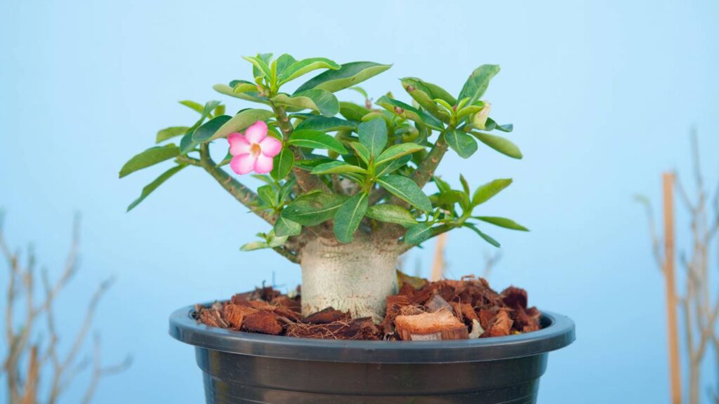 Plantas para quem esquece de regar e quer manter a casa verde sem perder tempo com cuidados