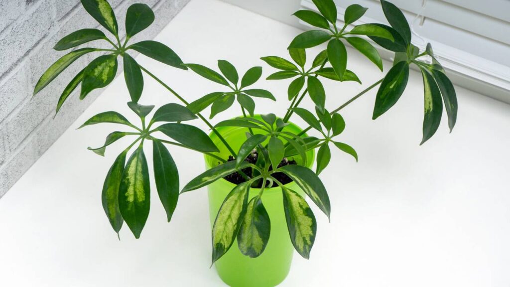 Cheflera para jardins e interiores e por que ela é tão usada em projetos de paisagismo