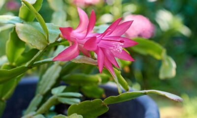 Essa flor-de-maio foi achada em terreno baldio e floresceu quando ninguém esperava