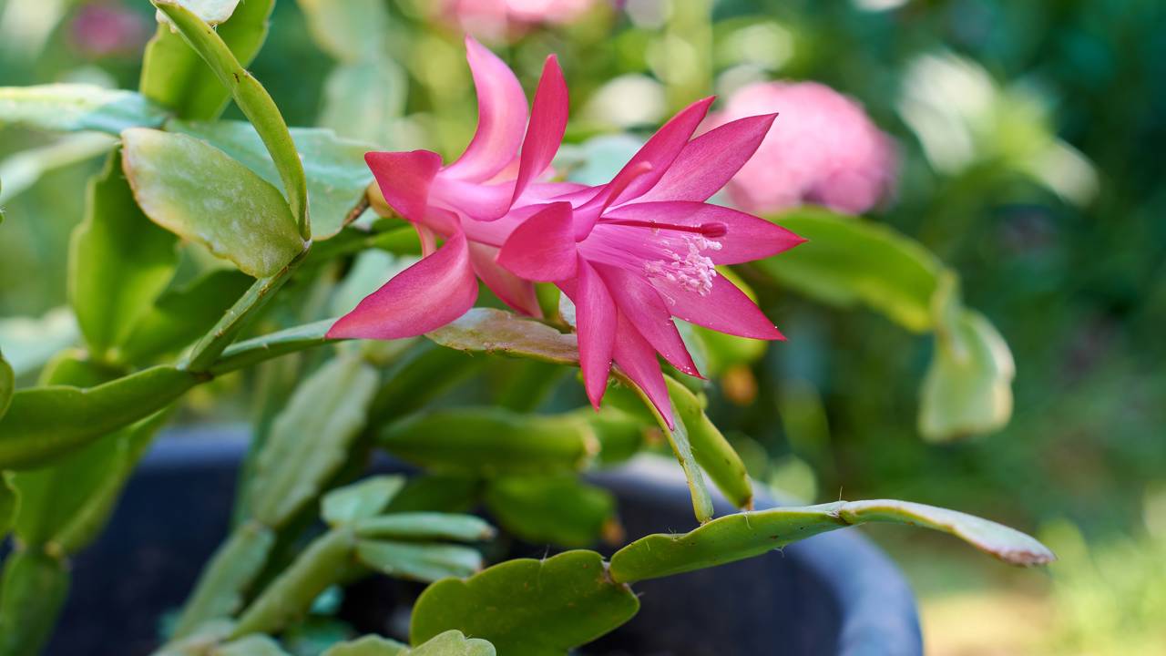Essa flor-de-maio foi achada em terreno baldio e floresceu quando ninguém esperava