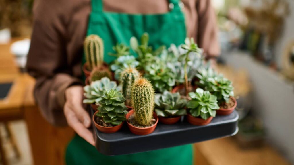 Plantas decorativas para pouco espaço que fazem muita diferença no ambiente