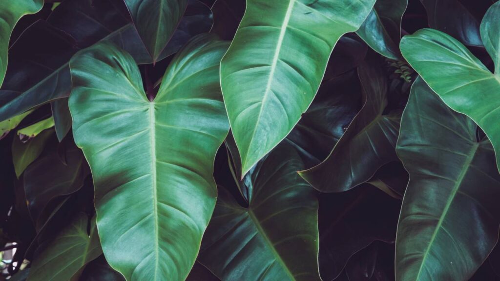 Como cuidar do singônio e manter a planta sempre bonita dentro de casa