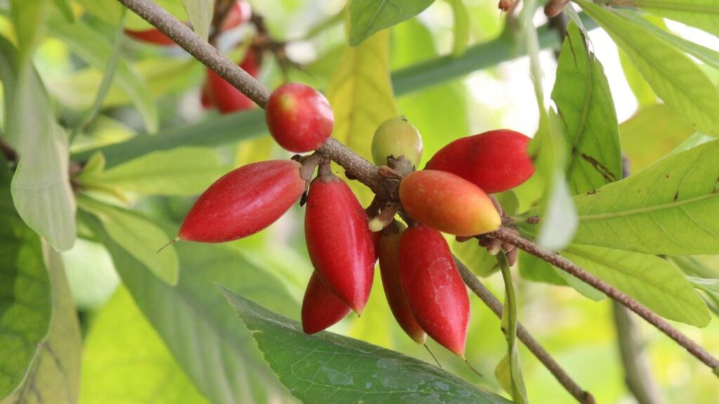 Fruta milagrosa transforma qualquer outra fruta em sobremesa e confunde seu cérebro