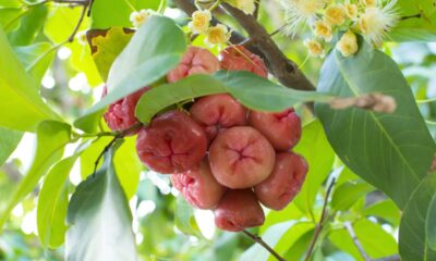 Como plantar jambo de forma simples e garantir uma árvore saudável desde o início