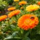 Essa calêndula ajuda a controlar pragas e ainda atrai polinizadores
