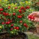 Quem planta acerola assim consegue colher bem antes do esperado